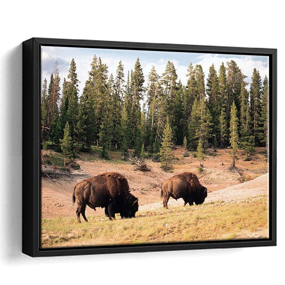 Bison In Yellowstone National Park Large Stretched Canvas, Framed Cavas Print, Floating Frame