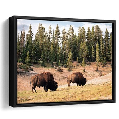 Bison In Yellowstone National Park Large Stretched Canvas, Framed Cavas Print, Floating Frame