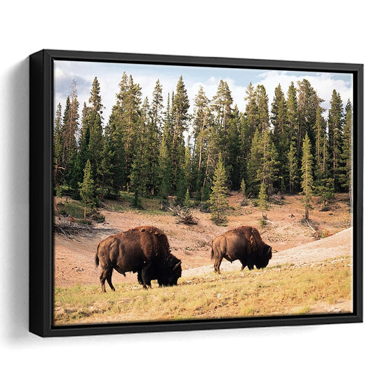 Bison In Yellowstone National Park Large Stretched Canvas, Framed Cavas Print, Floating Frame