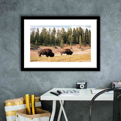 Bison In Yellowstone National Park Large Stretched, Framed Art Print White Border