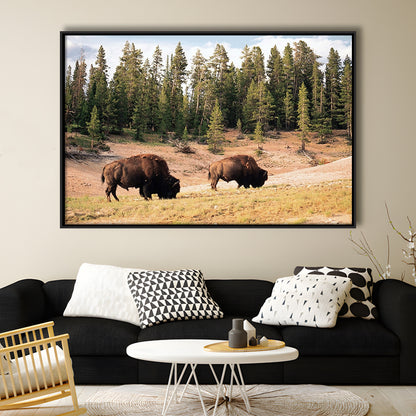 Bison In Yellowstone National Park Large Stretched Canvas, Framed Cavas Print, Floating Frame