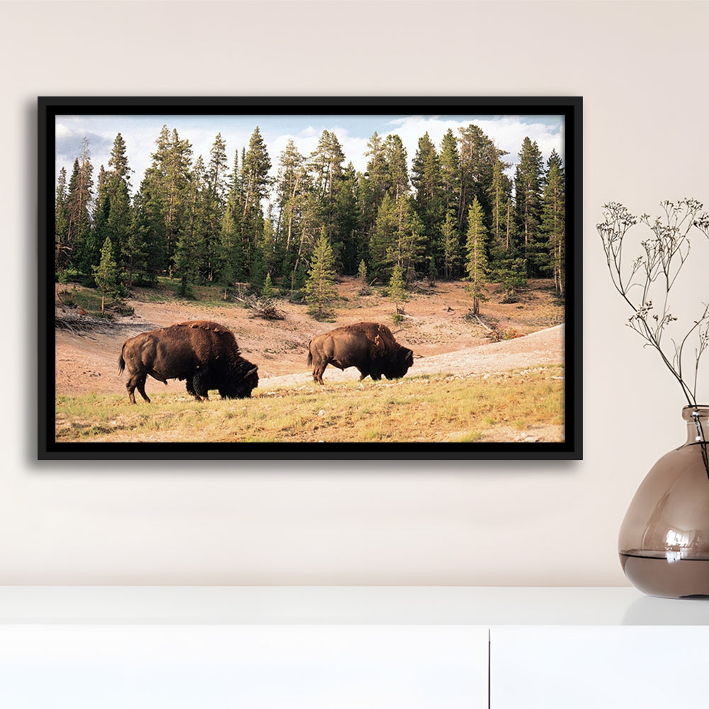 Bison In Yellowstone National Park Large Stretched Canvas, Framed Cavas Print, Floating Frame
