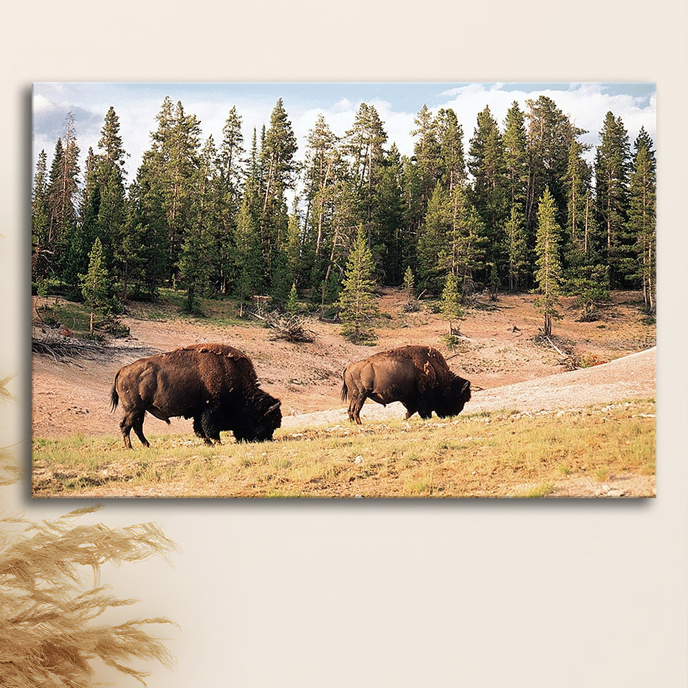 Bison in Yellowstone National Park Large Stretched Canvas, Cavas Print Wall Art Hom Decor