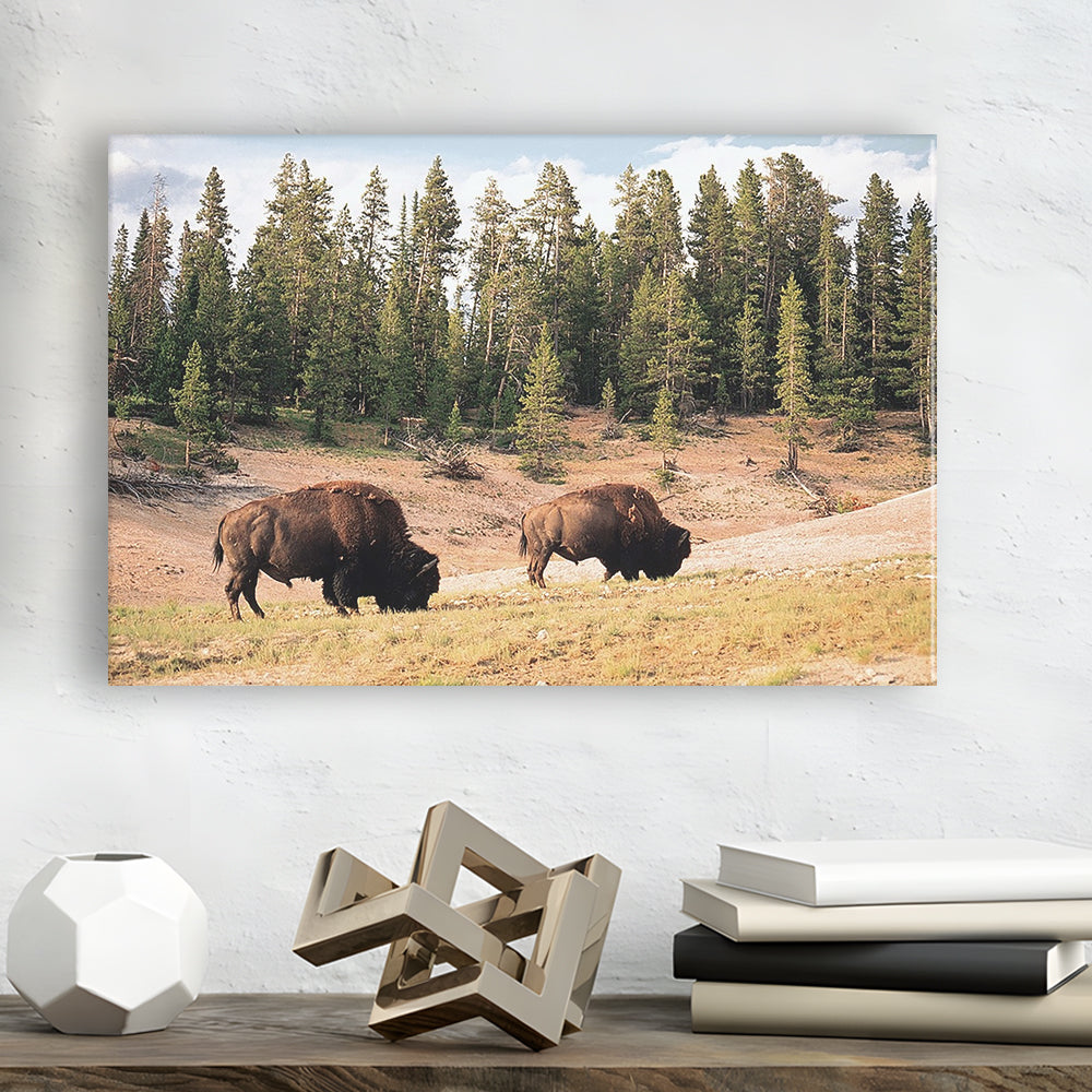 Bison in Yellowstone National Park Large Stretched Canvas, Cavas Print Wall Art Hom Decor