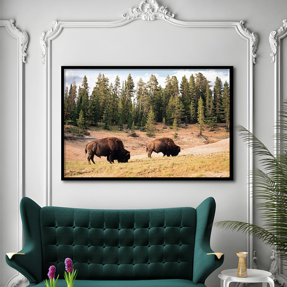 Bison In Yellowstone National Park LargeArt Prints, Framed Art Print, Picture Framed
