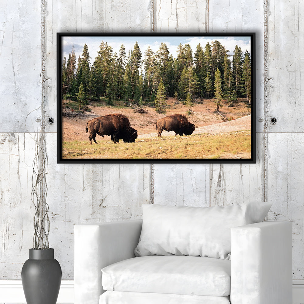 Bison In Yellowstone National Park Large Stretched Canvas, Framed Cavas Print, Floating Frame