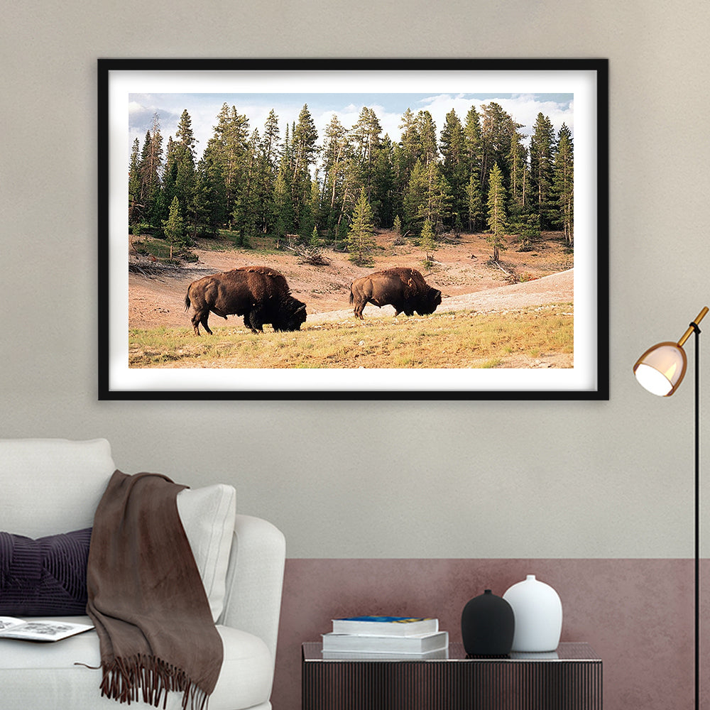 Bison In Yellowstone National Park Large Stretched, Framed Art Print White Border