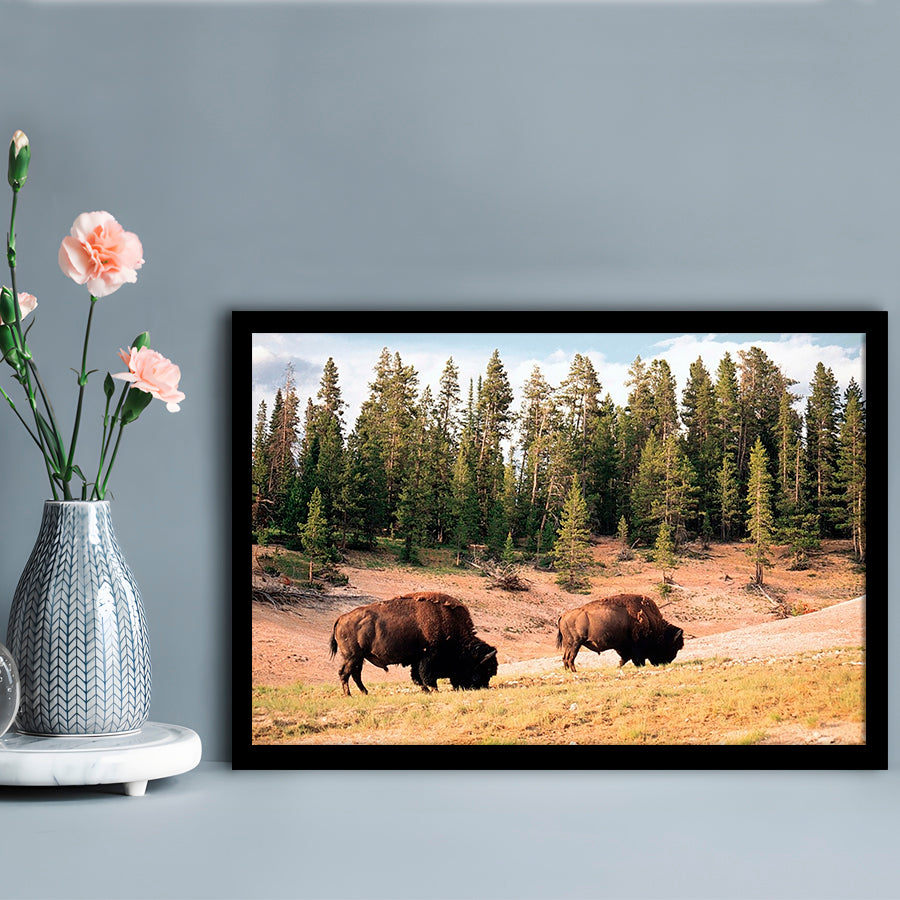 Bison In Yellowstone National Park LargeArt Prints, Framed Art Print, Picture Framed
