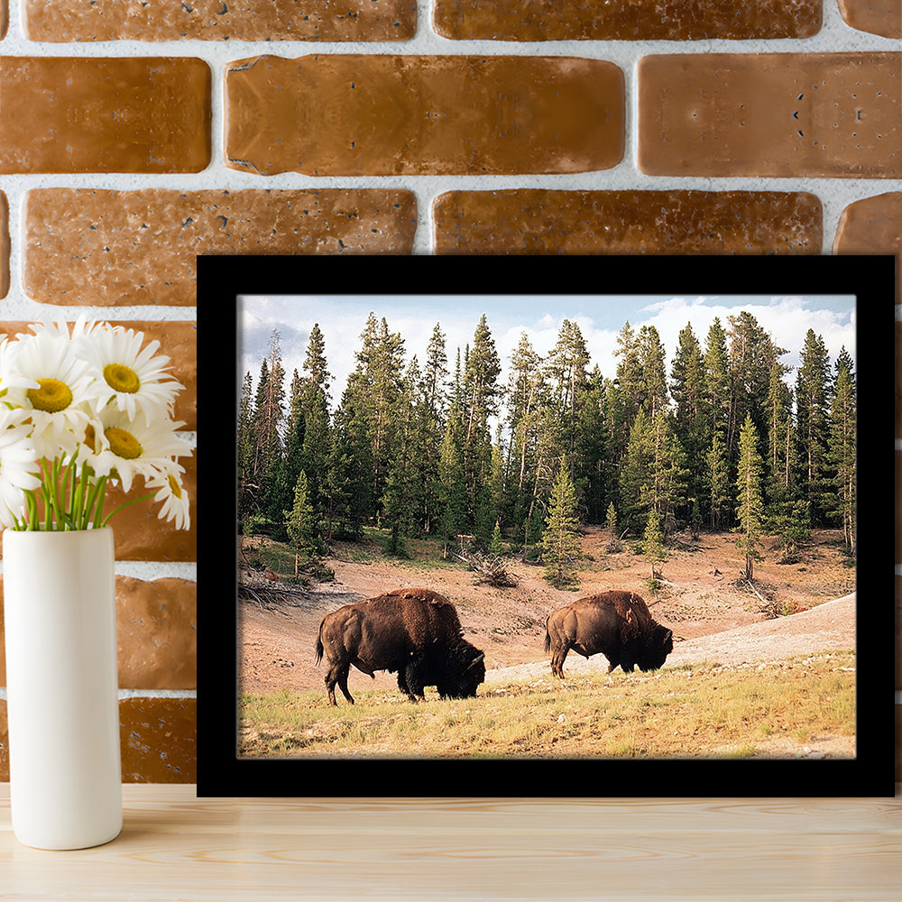 Bison In Yellowstone National Park LargeArt Prints, Framed Art Print, Picture Framed