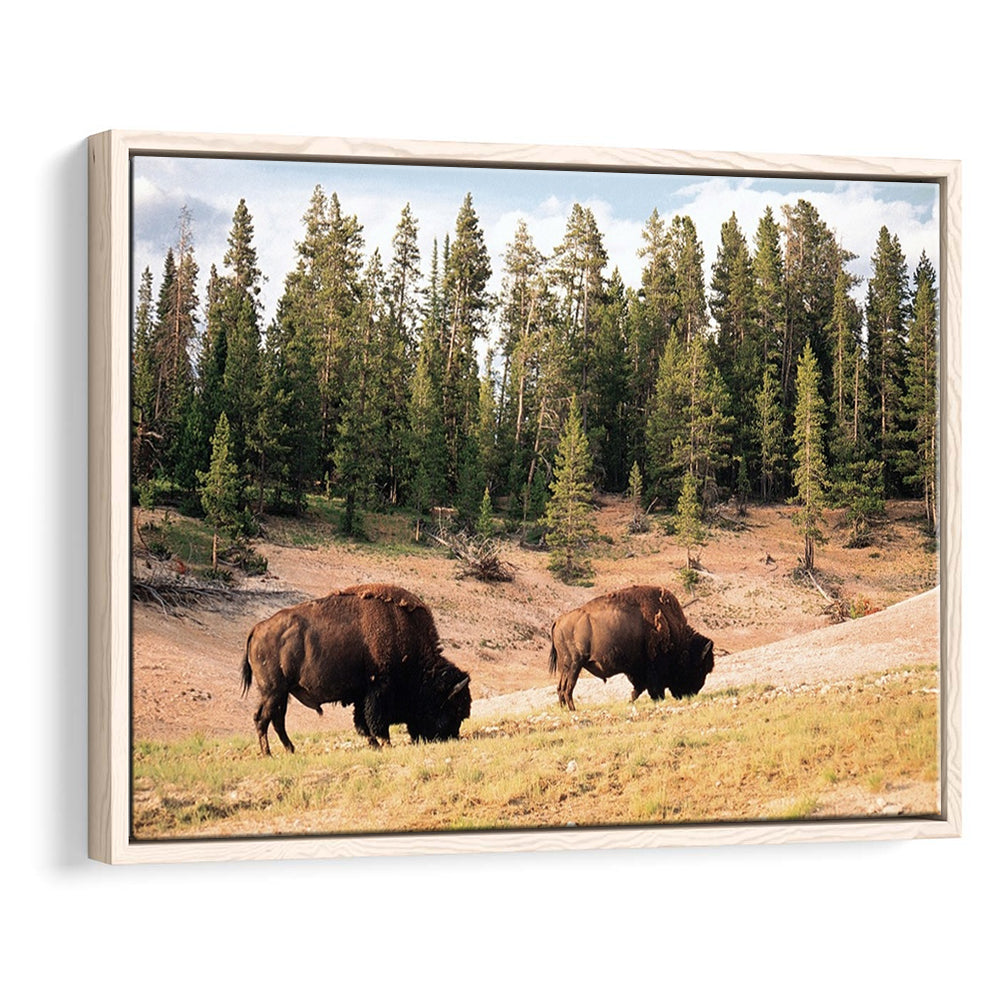 Bison In Yellowstone National Park Large Stretched Canvas, Framed Cavas Print, Floating Frame