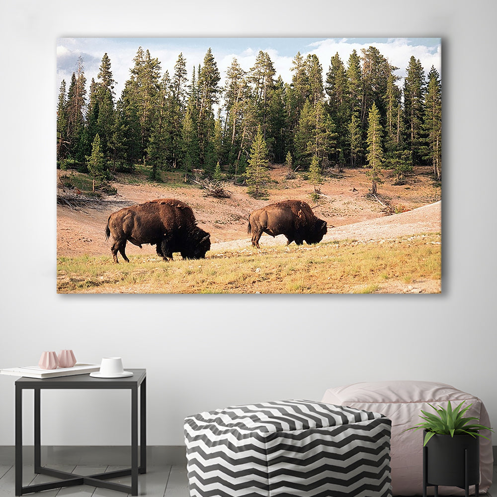 Bison in Yellowstone National Park Large Stretched Canvas, Cavas Print Wall Art Hom Decor