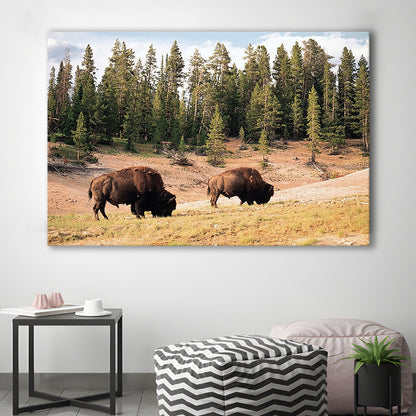 Bison in Yellowstone National Park Large Stretched Canvas, Cavas Print Wall Art Hom Decor
