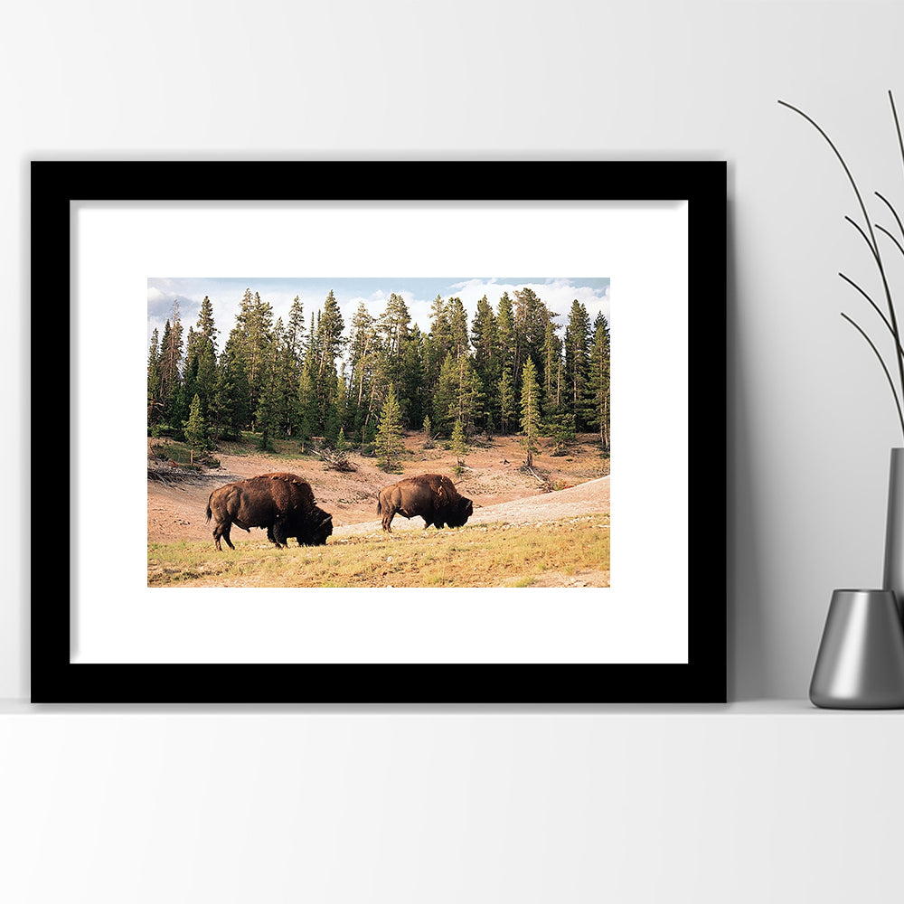 Bison In Yellowstone National Park Large Stretched, Framed Art Print White Border