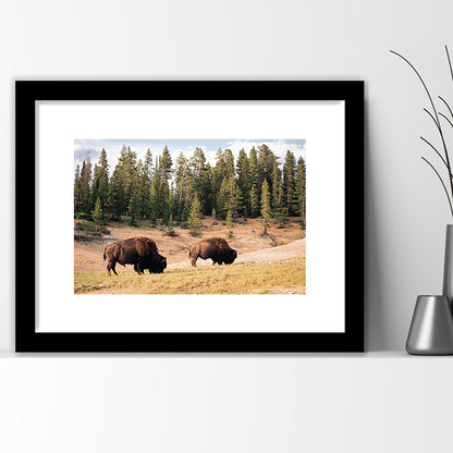 Bison In Yellowstone National Park Large Stretched, Framed Art Print White Border