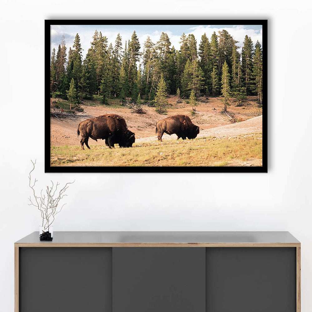 Bison In Yellowstone National Park LargeArt Prints, Framed Art Print, Picture Framed