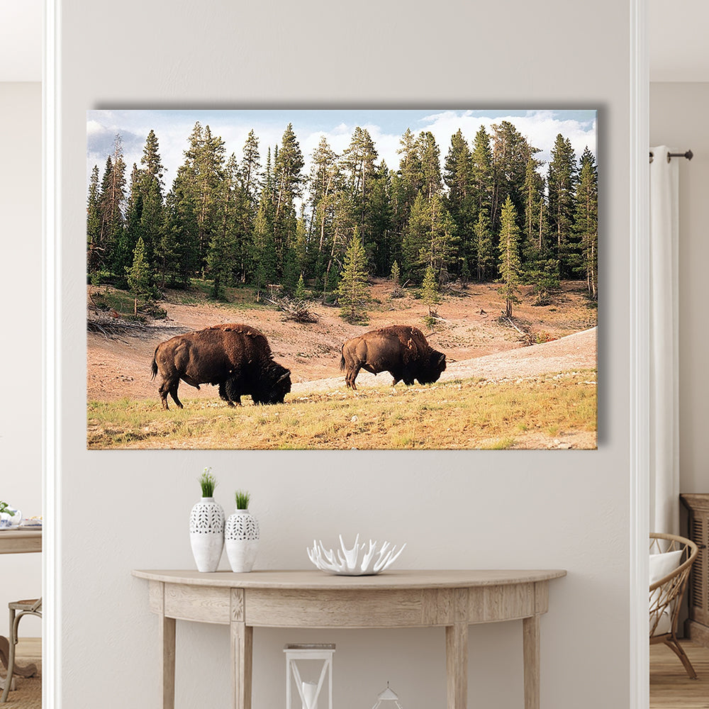 Bison in Yellowstone National Park Large Stretched Canvas, Cavas Print Wall Art Hom Decor
