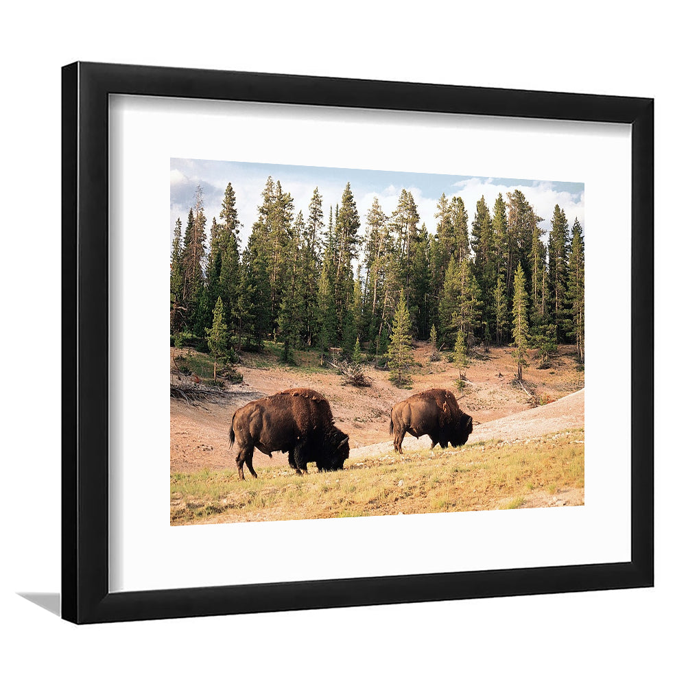 Bison In Yellowstone National Park Large Stretched, Framed Art Print White Border