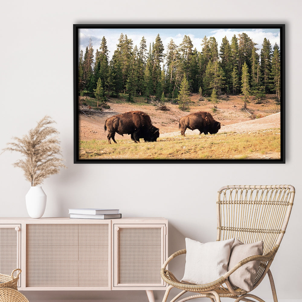 Bison In Yellowstone National Park Large Stretched Canvas, Framed Cavas Print, Floating Frame