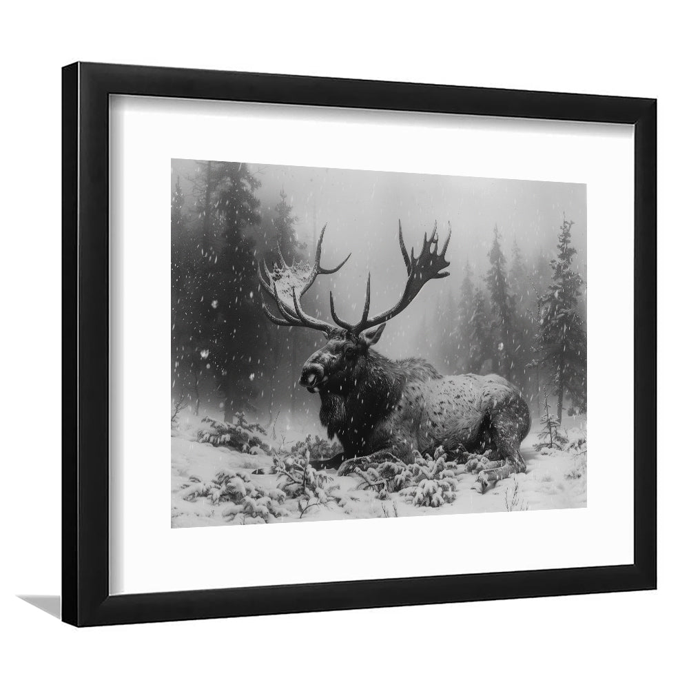 Black And White A Large Moose Lying in Winter Forest, Framed Art Print White Border Wall Decor