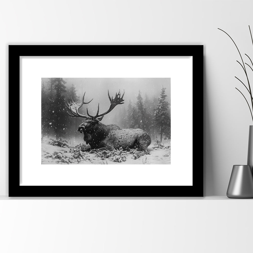 Black And White A Large Moose Lying in Winter Forest, Framed Art Print White Border Wall Decor
