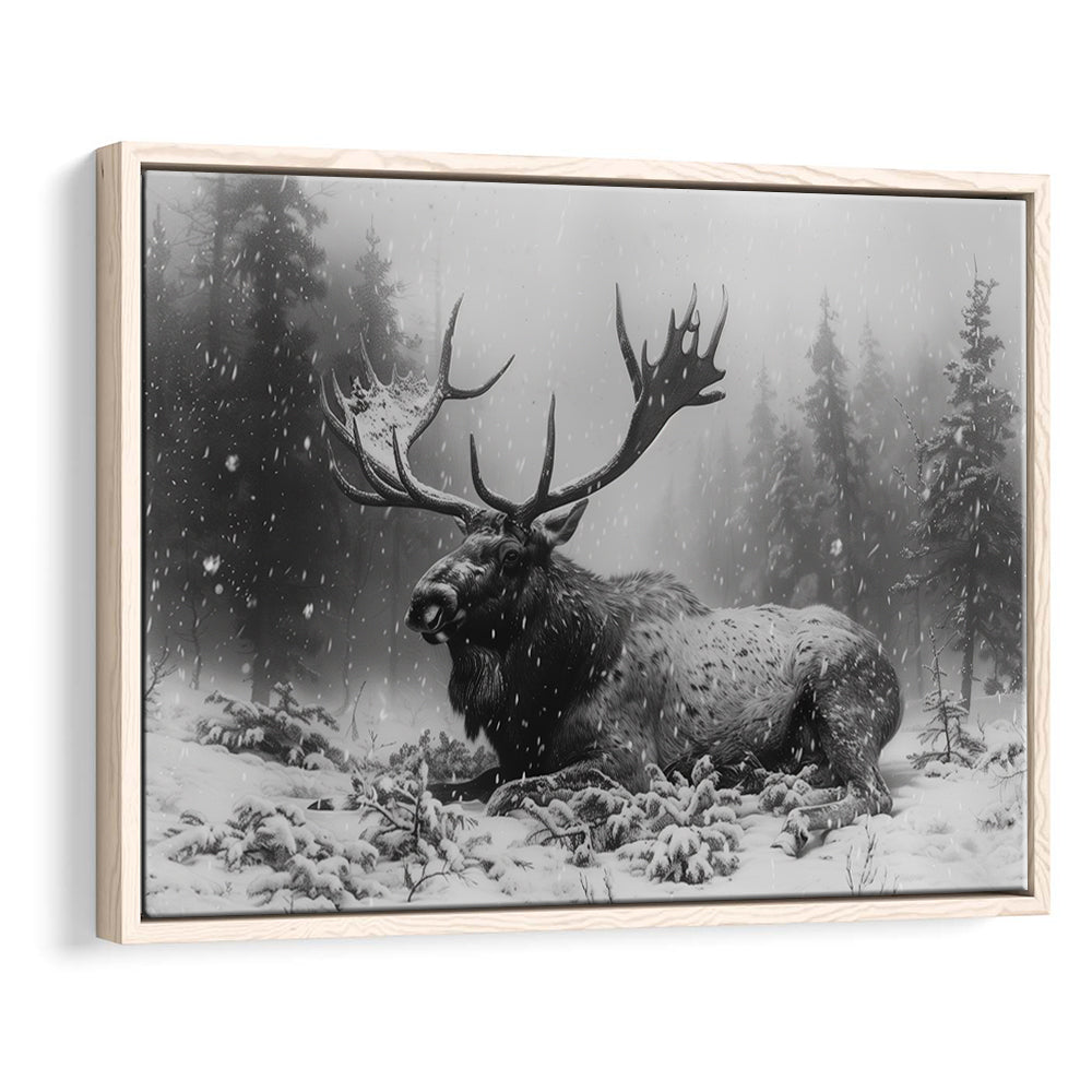 Black And White A Large Moose Lying in Winter Forest, Floating Framed Canvas Print Wall Art