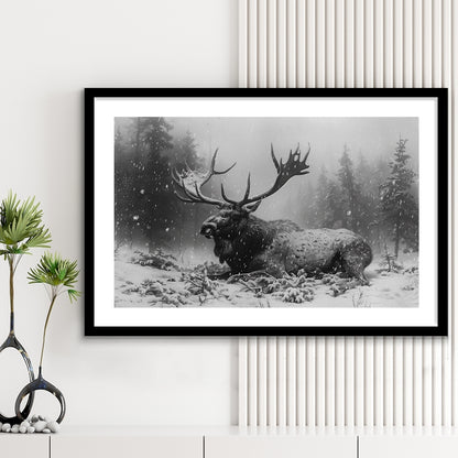 Black And White A Large Moose Lying in Winter Forest, Framed Art Print White Border Wall Decor