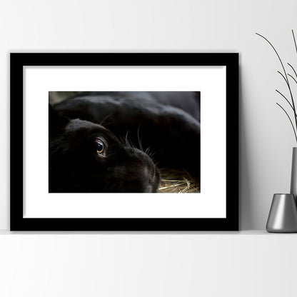 Black Panther Wall Art, Panther Wall Art, Panther Wall Decoration, Framed Art Print White Border