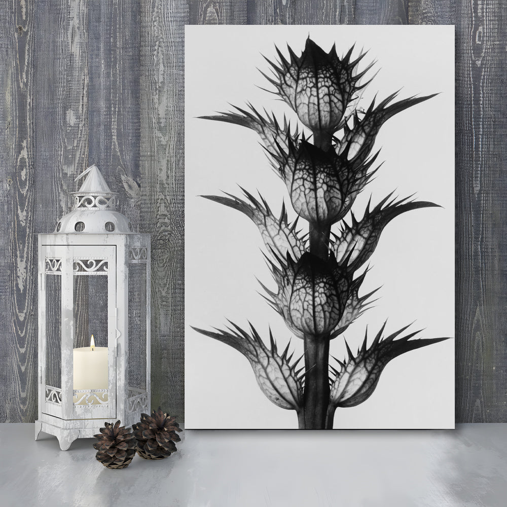 Botanical Photography Black and White Art Minimalist Wall Art, Canvas Print Wall Art
