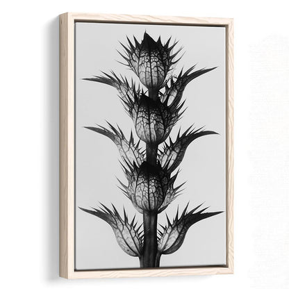 Botanical Photography Black and White Art Minimalist Wall Art, Floating Framed Canvas Print