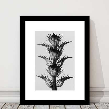 Botanical Photography Black and White Art Minimalist Wall Art, Framed Art Print White Border Wall Decor