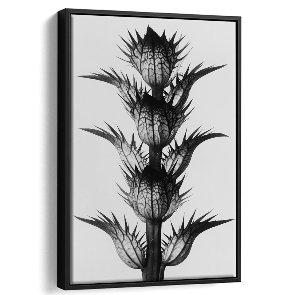 Botanical Photography Black and White Art Minimalist Wall Art, Floating Framed Canvas Print