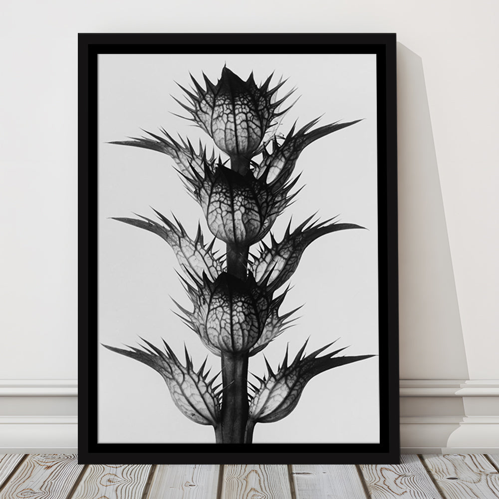 Botanical Photography Black and White Art Minimalist Wall Art, Floating Framed Canvas Print