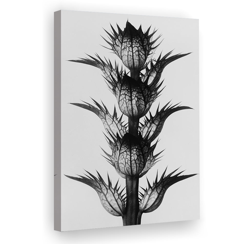 Botanical Photography Black and White Art Minimalist Wall Art, Canvas Print Wall Art