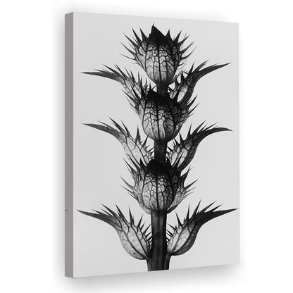 Botanical Photography Black and White Art Minimalist Wall Art, Canvas Print Wall Art