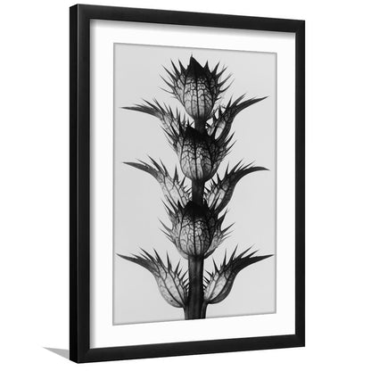 Botanical Photography Black and White Art Minimalist Wall Art, Framed Art Print White Border Wall Decor