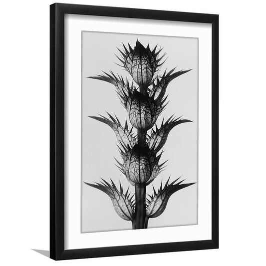 Botanical Photography Black and White Art Minimalist Wall Art, Framed Art Print White Border Wall Decor