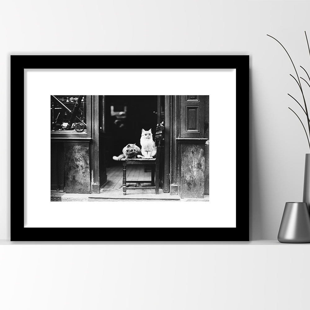 Cute Cats Wearing Sunglasses Funny Vintage Animal Photo Black and White Art, Framed Art Print White Border Wall Decor