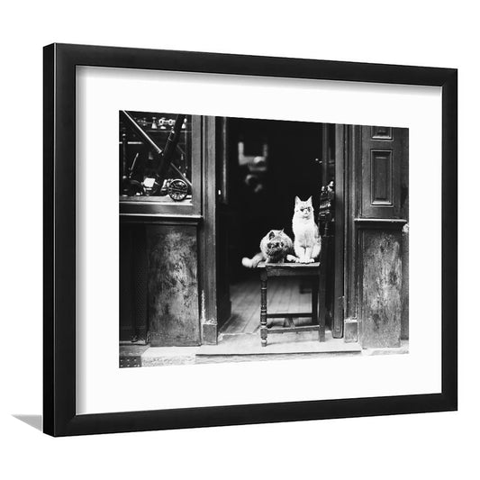Cute Cats Wearing Sunglasses Funny Vintage Animal Photo Black and White Art, Framed Art Print White Border Wall Decor