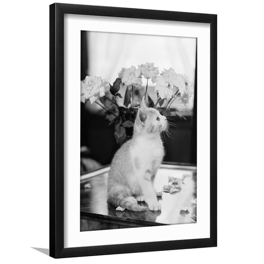 Cute Kitten Print Black and White Art Vintage Animal Photo, Framed Art Print White Border Wall Decor