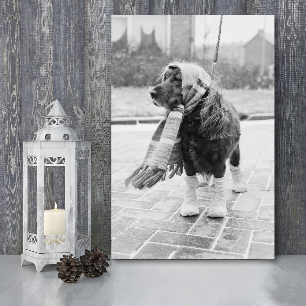 Dog Dressed for Winter Funny Vintage Animal Photo Black and White Art, Canvas Print Wall Art