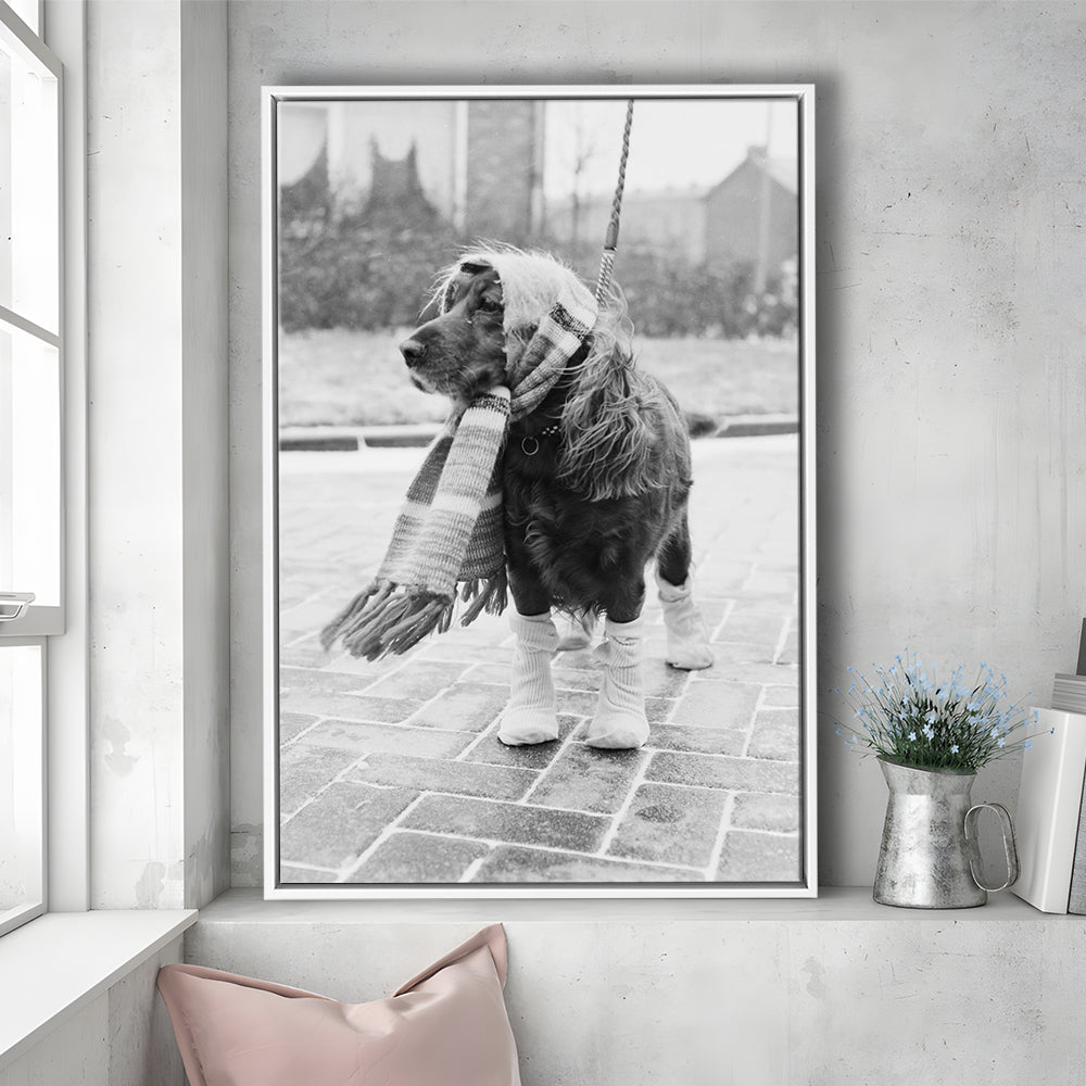 Dog Dressed for Winter Funny Vintage Animal Photo Black and White Art, Floating Framed Canvas Print