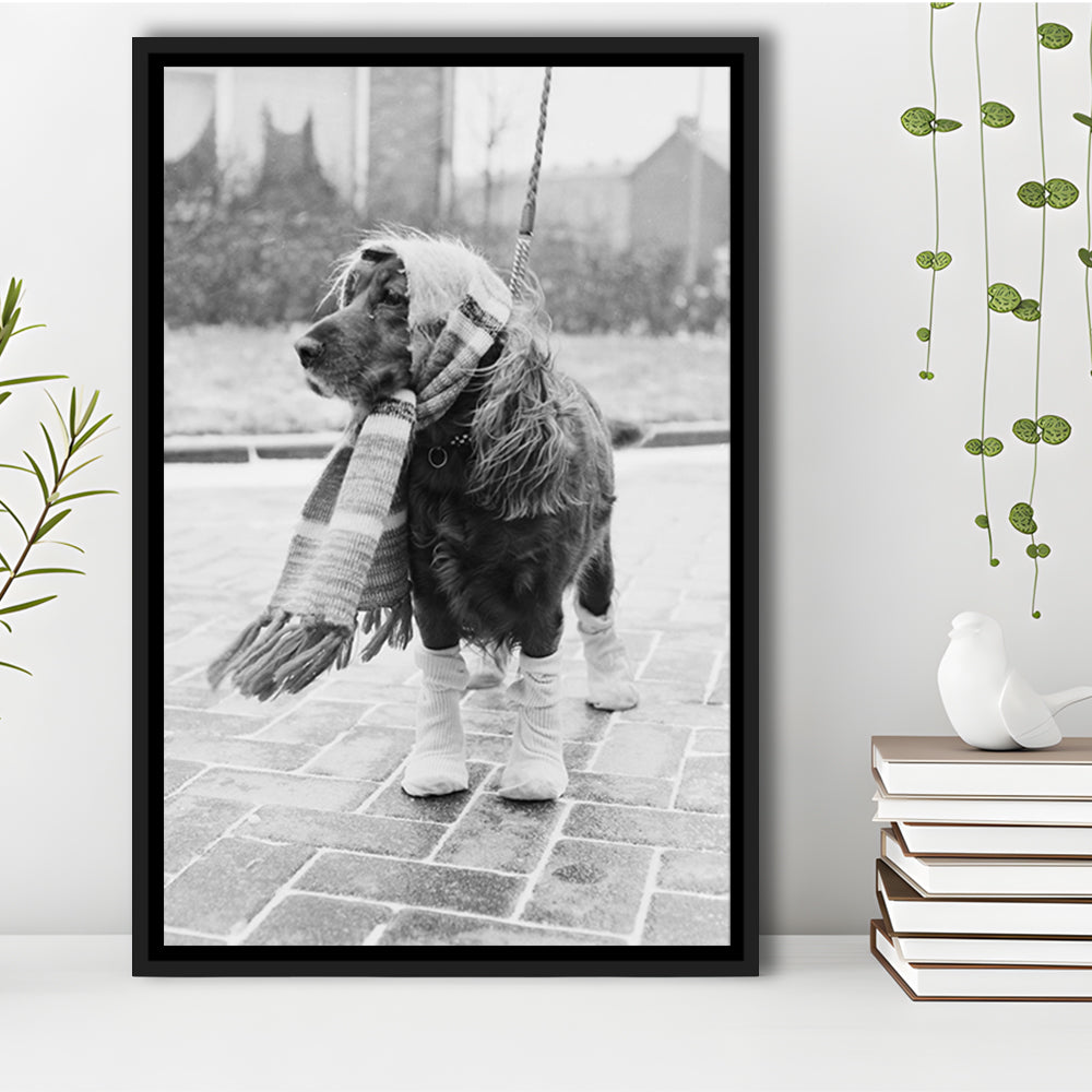Dog Dressed for Winter Funny Vintage Animal Photo Black and White Art, Floating Framed Canvas Print