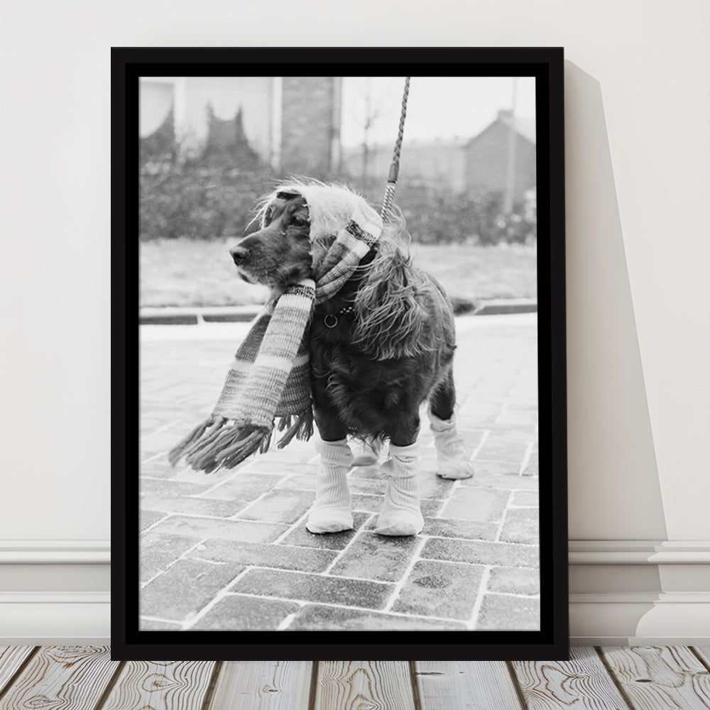 Dog Dressed for Winter Funny Vintage Animal Photo Black and White Art, Floating Framed Canvas Print