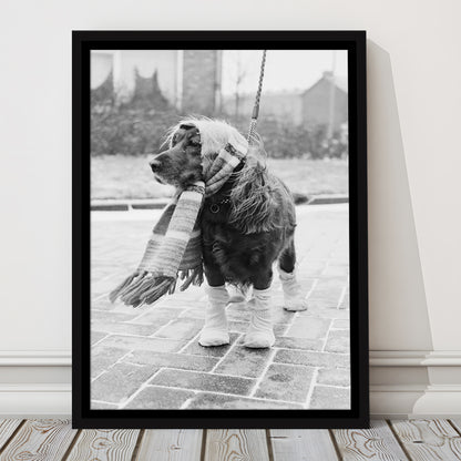 Dog Dressed for Winter Funny Vintage Animal Photo Black and White Art, Floating Framed Canvas Print