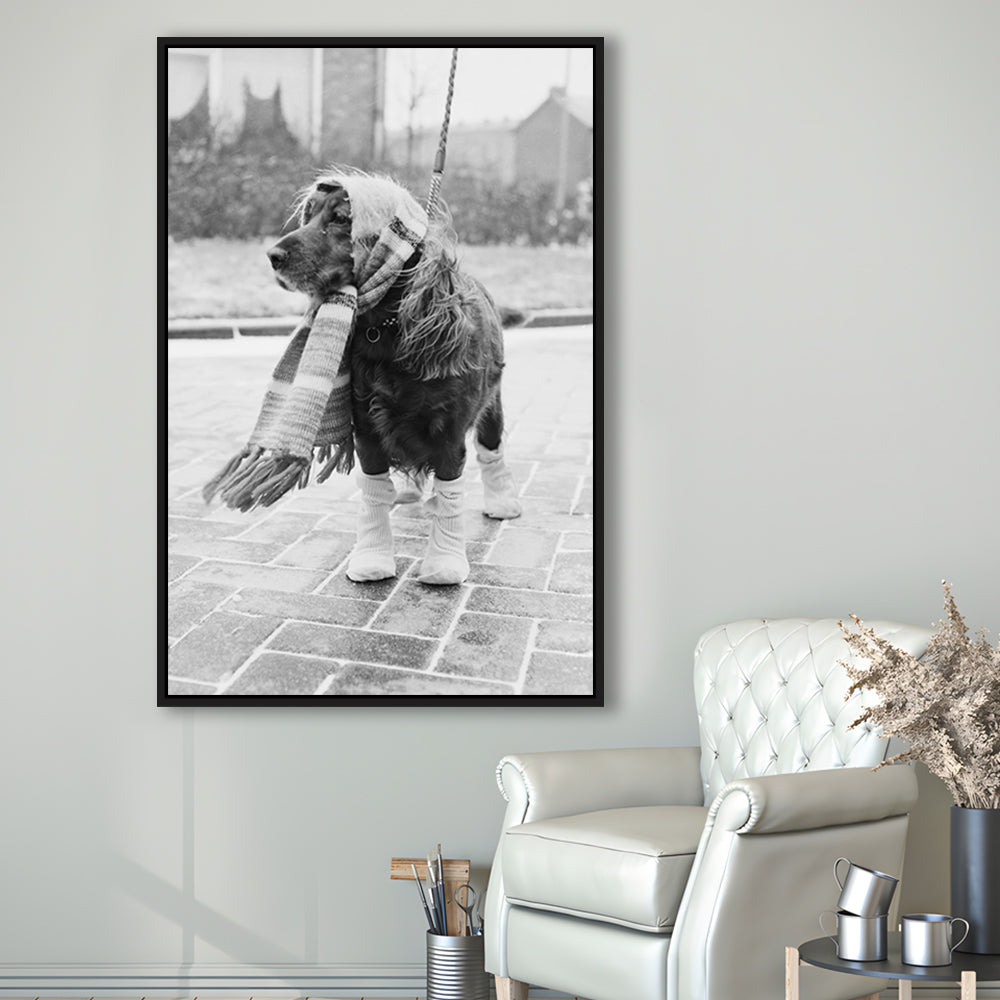Dog Dressed for Winter Funny Vintage Animal Photo Black and White Art, Floating Framed Canvas Print