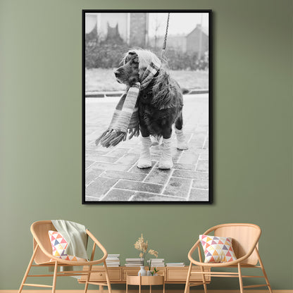 Dog Dressed for Winter Funny Vintage Animal Photo Black and White Art, Floating Framed Canvas Print