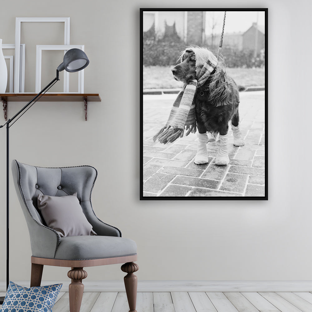 Dog Dressed for Winter Funny Vintage Animal Photo Black and White Art, Floating Framed Canvas Print