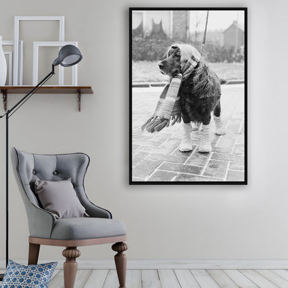 Dog Dressed for Winter Funny Vintage Animal Photo Black and White Art, Floating Framed Canvas Print