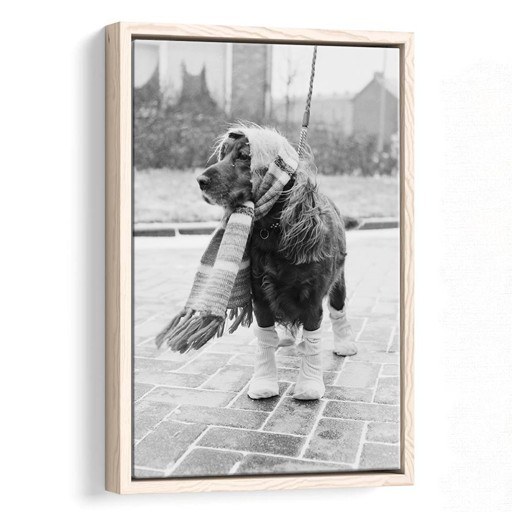 Dog Dressed for Winter Funny Vintage Animal Photo Black and White Art, Floating Framed Canvas Print