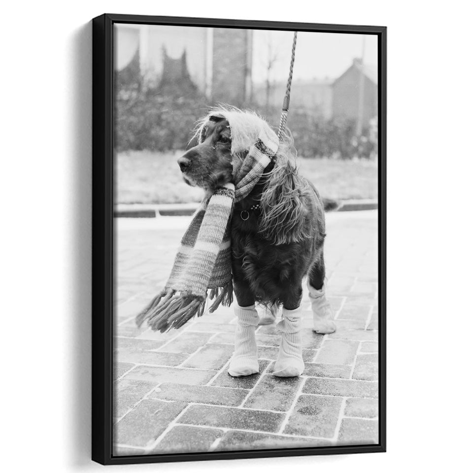 Dog Dressed for Winter Funny Vintage Animal Photo Black and White Art, Floating Framed Canvas Print